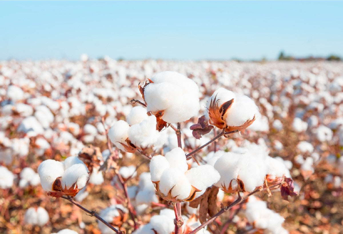We love cotton!