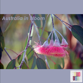 Australia in Bloom Blanket CAL Kit in Posie