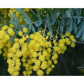Uaine Candles Australian Naturally Travel Tins: Cootamundra Wattle