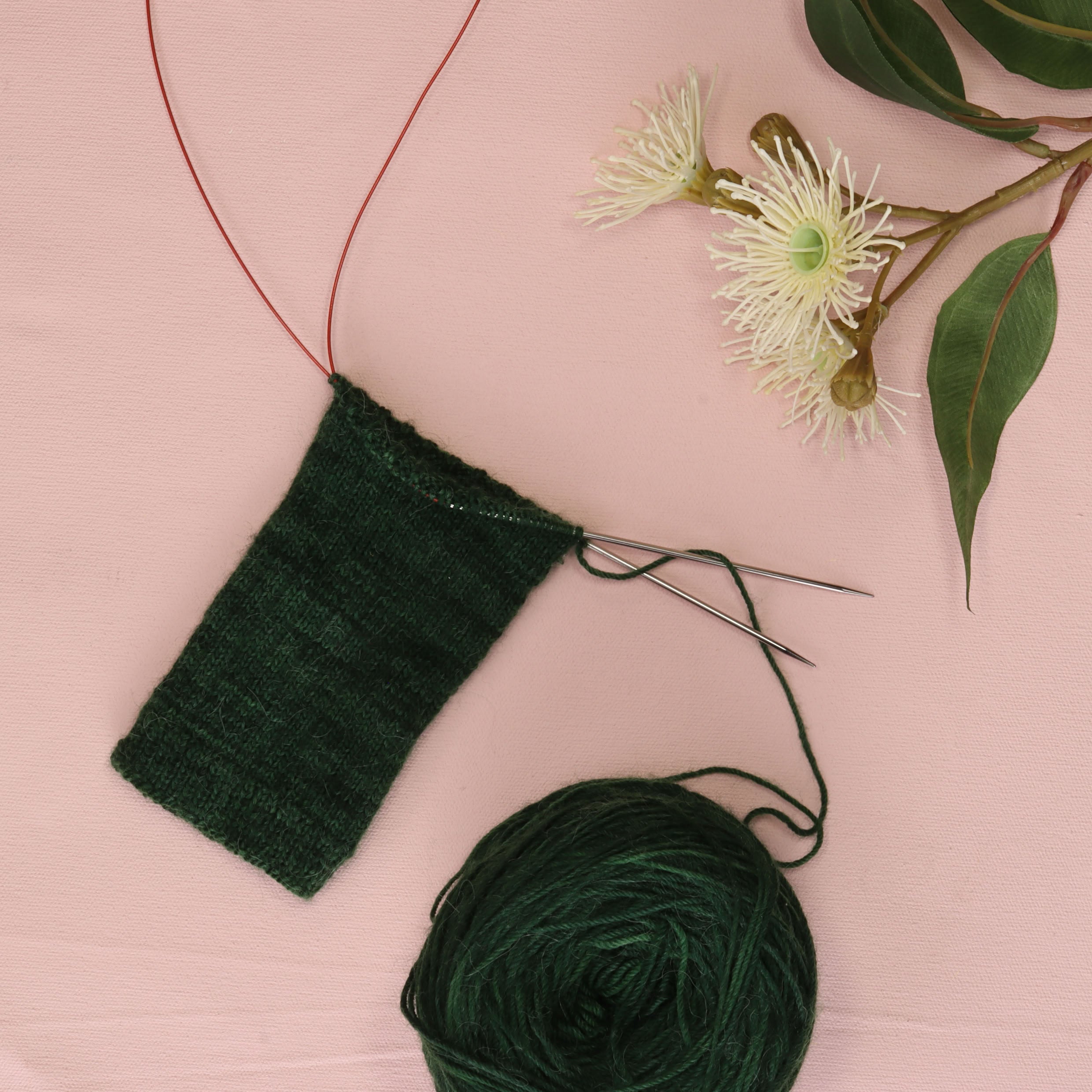 A dark green sock cuff in progress on a circular needle with a red cable, beside a cake of the same yarn and a sprig of white gum blossom