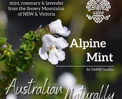 Uaine Candles Australian Naturally Travel Tin – Alpine Mint