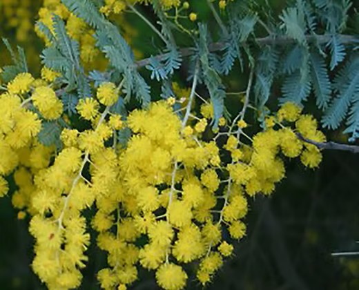 Uaine Candles Australian Naturally Travel Tin – Cootamundra Wattle